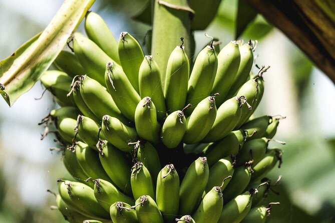 Big Island Farms Tour in Hawaii - Operated by Big Island Farms Tours