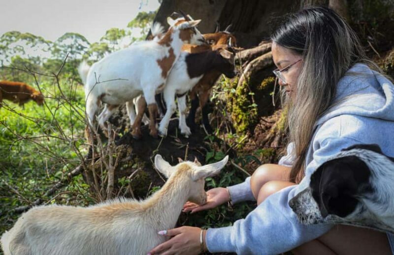 Big Island: Hand Feed & Cuddle Baby Goats - Key Points