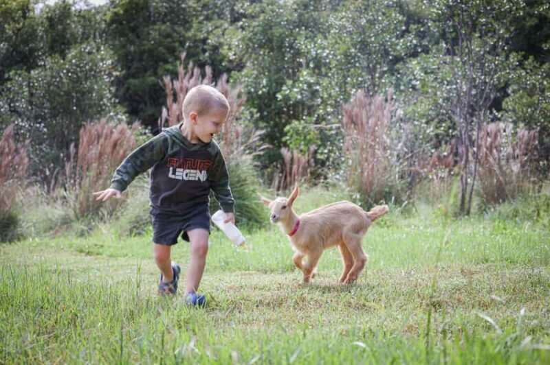 Big Island: Hand Feed & Cuddle Baby Goats - An Authentic and Playful Encounter with Baby Goats