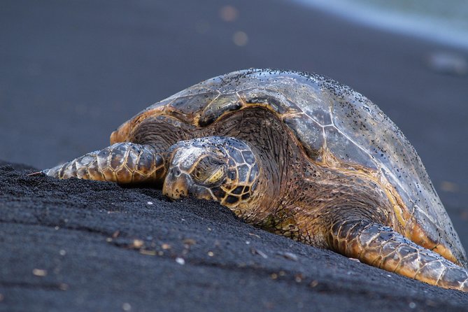 Big Island Highlights: Coffee, Volcano, Black Sands & Waterfall - Cancellation Policy