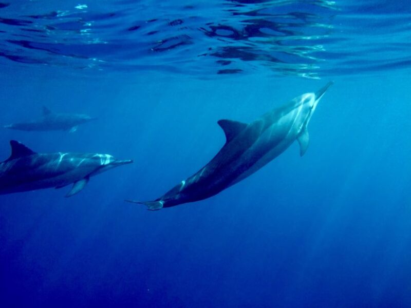Big Island: Kealakekua Bay, Captain Cook & Marine Life Tour - Experience Highlights