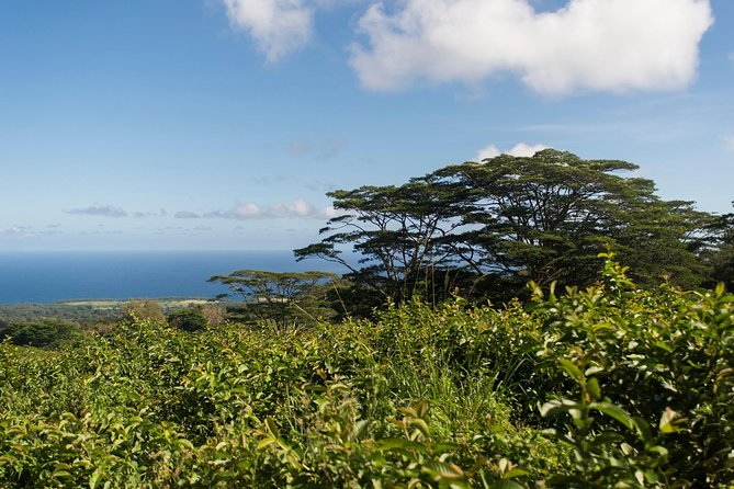 Big Island Kohala Canopy Zipline Adventure - Participant Requirements
