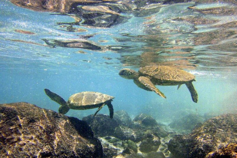 Big Island: Kona Half-Day Boat Tour With Snorkeling & Lunch - Inclusions and Amenities