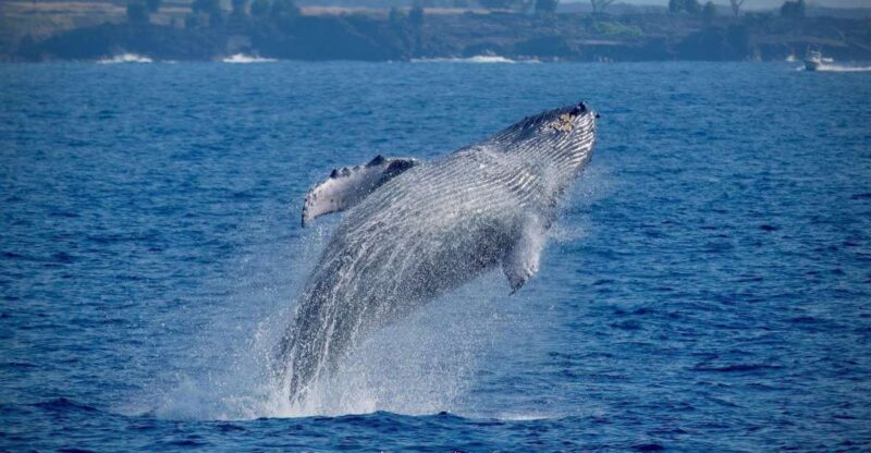 Big Island: Kona Super Raft Whale Watch - Experience Highlights
