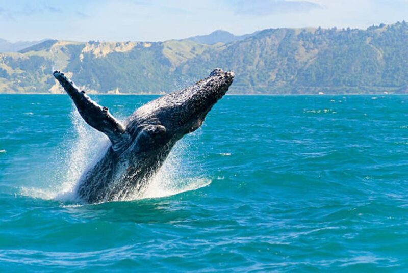 Big Island: Kona Whale Watching Tour - Experience Highlights
