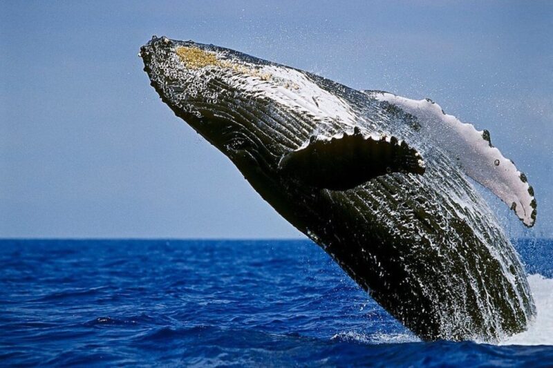 Big Island: Kona Whale Watching Tour - Inclusions