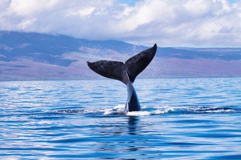 Big Island: Kona Whale Watching Tour - Customer Feedback