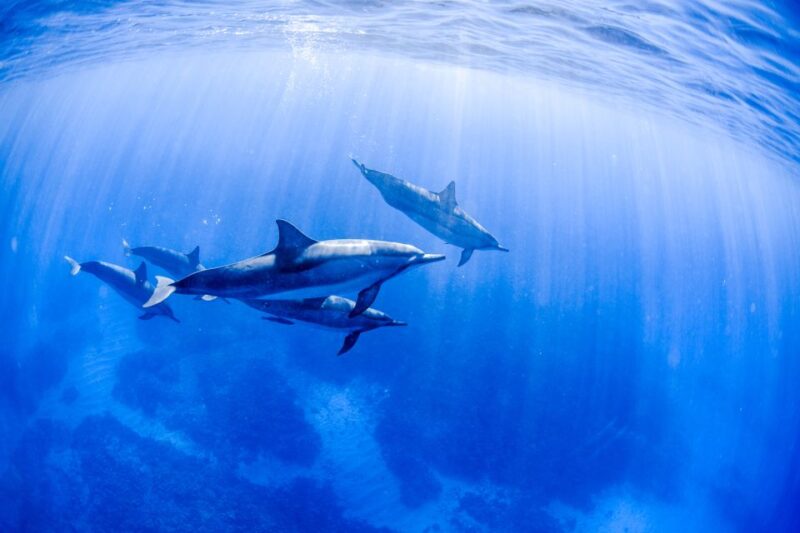 Big Island: Luxury Catamaran Trip Along the Kona Coast - Customer Feedback