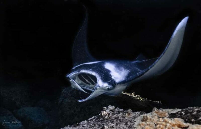 Big Island: Manta Ray Snorkel Boat Tour - Key Points