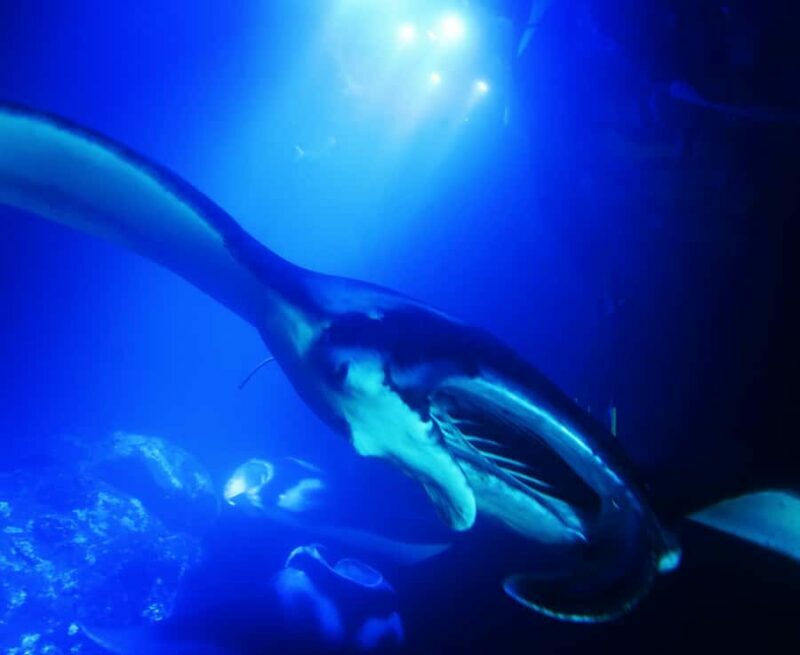 Big Island: Manta Ray Snorkel Boat Tour - An Overview of the Manta Ray Snorkel Experience