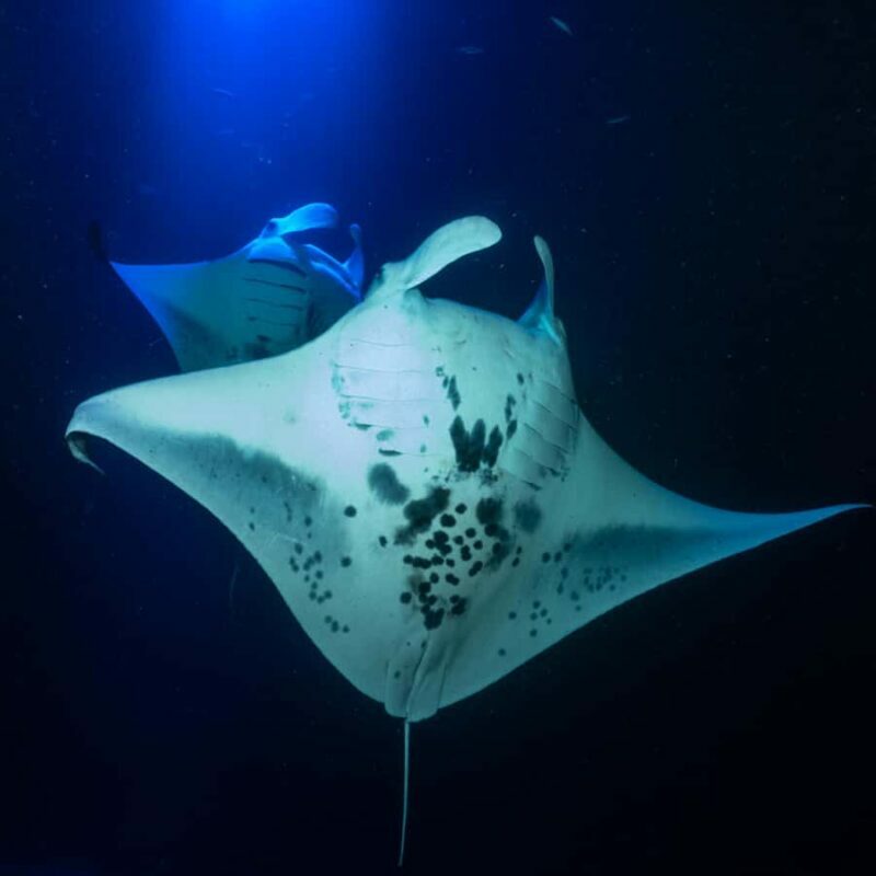 Big Island: Manta Ray Snorkel Boat Tour - What’s Included and What’s Not