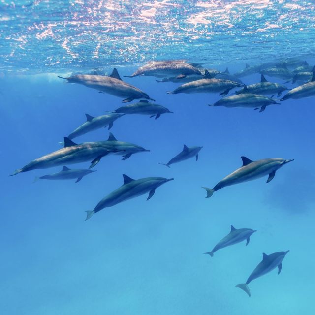 Big Island: Morning Snorkel Sail to Captain Cooks Monument - Tour Guide and Language