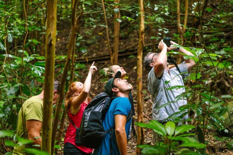 Big Island: Native Bird Watching & Hiking Tour - Key Points
