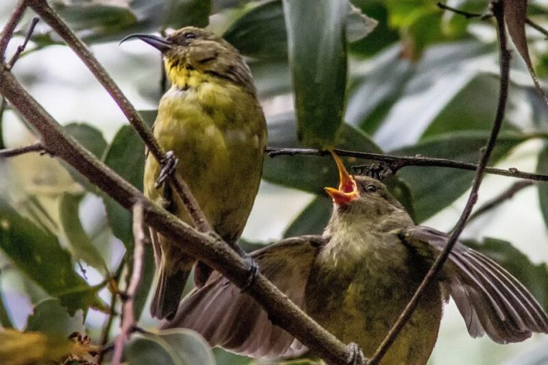 Big Island: Native Bird Watching & Hiking Tour - Included Amenities
