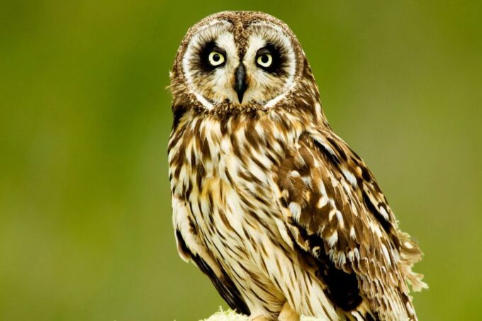 Big Island: Native Bird Watching & Hiking Tour - Restricted Items