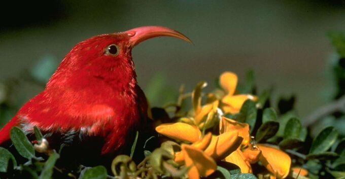 Big Island: Native Bird Watching & Hiking Tour - Frequently Asked Questions