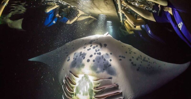 Big Island: Night Swim With Manta Ray With Hot Chocolate - Activity and Location