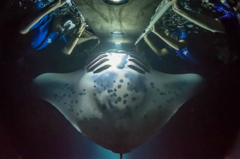 Big Island: Night Swim With Manta Ray With Hot Chocolate - Duration and Price