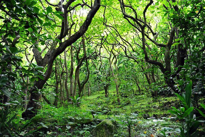 Big Island - North Island Jungle Driving Tour - Accessibility and Inclusivity