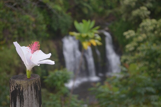 Big Island Waterfall Hiking With Hilo Cruise Ship Pickup - Pickup Location and Check-in