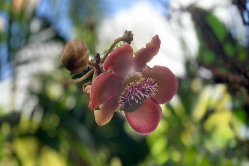 Big Island: Waterfall Tour with Swimming & Botanical Garden - Who Will Love This Tour?