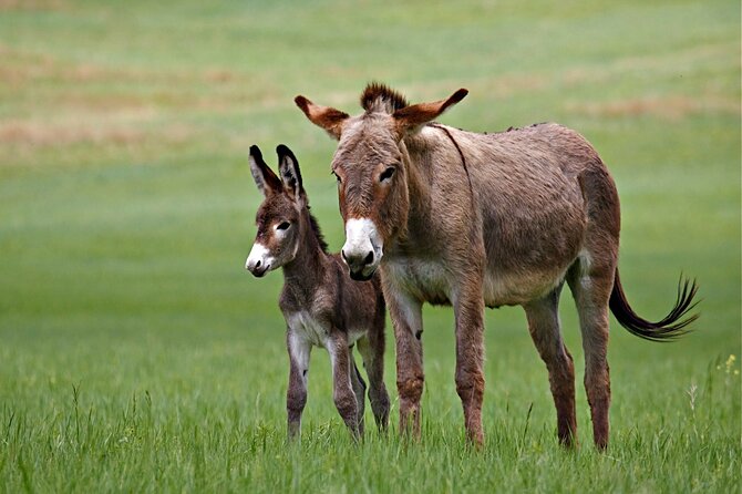 BIG - Mt Rushmore & Crazy Horse & Bison Safari-Needles-Iron Mtn - Knowledgeable Guides