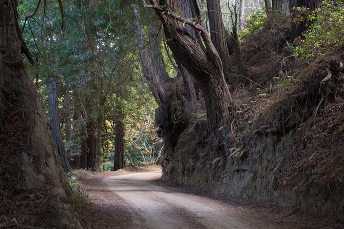 Big Sur Electric Bike Tour Along Old Coast Road - Inclusions and Amenities