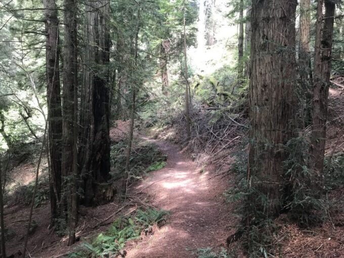 Big Sur: Sightseeing Tour With 4 to 5 Stops - Solo Traveler Note