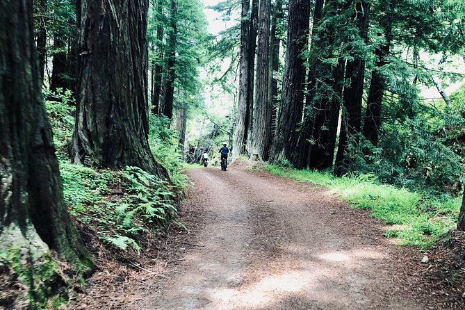 Big Surs Old Coast Road Ebike Tour - Exploring Big Surs Coastline