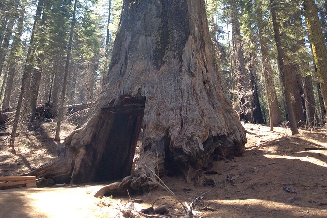 Big Trees Hike & Riverside Cookout Adventure - Group Size and Personalized Experience