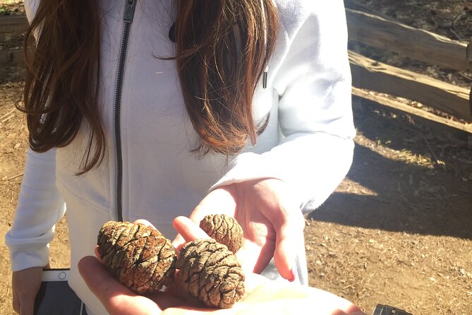 Big Trees Hike & Riverside Cookout Adventure - Group Size and Personalized Experience