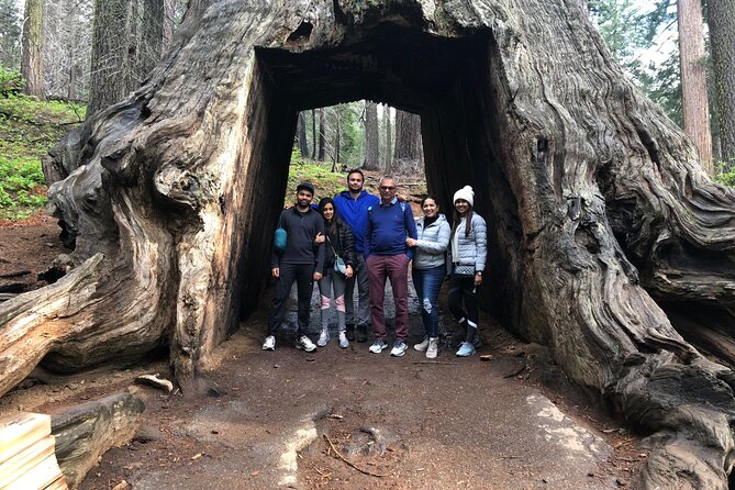 Big Trees Hike & Riverside Cookout Adventure - Cancellation Policy and Lowest Price Guarantee