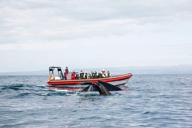 Big Whales & Puffins RIB Boat Tour From Húsavík - Tour Inclusions