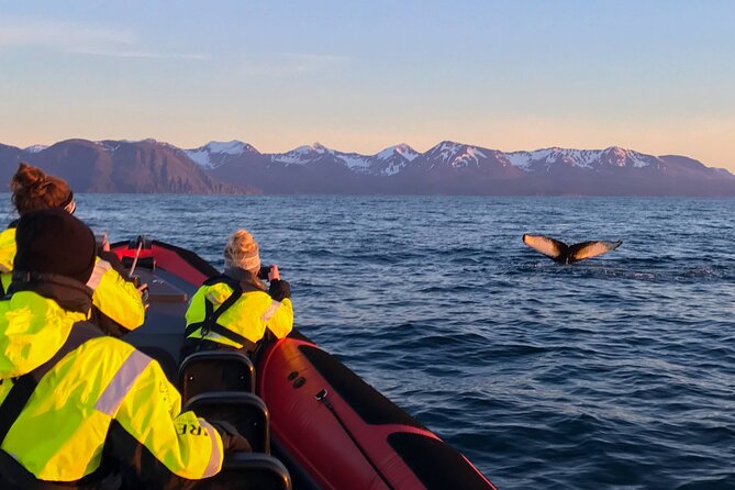 Big Whales & Puffins RIB Boat Tour From Húsavík - Meeting and Pickup