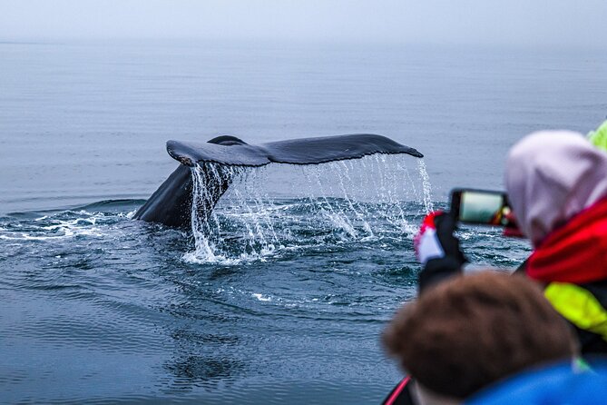 Big Whales & Puffins RIB Boat Tour From Húsavík - Booking Confirmation
