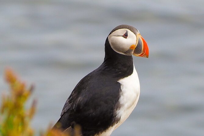 Big Whales & Puffins RIB Boat Tour From Húsavík - Weather Considerations