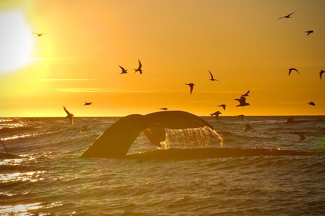 Big Whales & Puffins RIB Boat Tour From Húsavík - Tour Duration