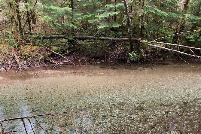Bike/ E-bike North Vancouvers Seymour Demonstration Forest - Booking Information