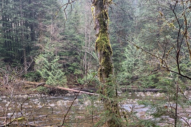 Bike/ E-bike North Vancouvers Seymour Demonstration Forest - Reviews and Feedback