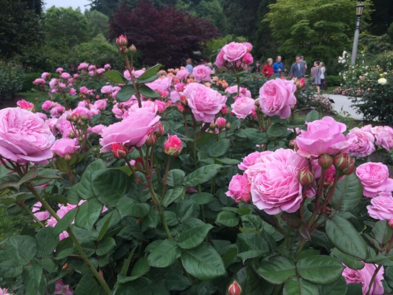 Bike Portland: Bridges, Neighborhoods, Poetry, and Roses - Tour Inclusions and Requirements