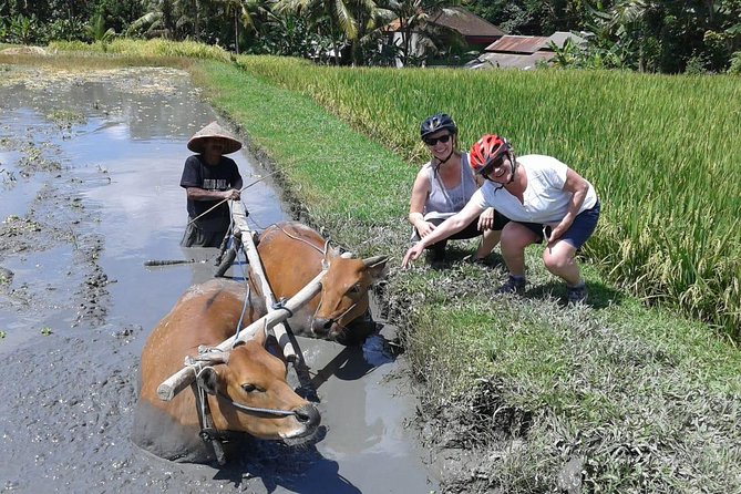 Bike Ride in the Rice Fields, Bali Countryside - Immerse in the Rice Fields
