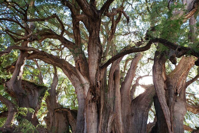 Bike Ride to the Largest Tree in the World - The Sum Up