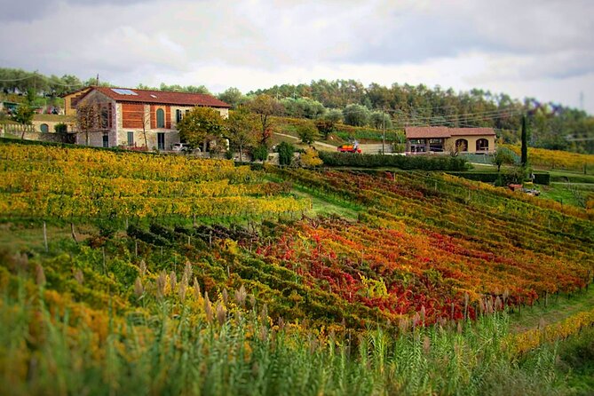 Bike Ride & WIne Tasting - Cycling Through Lucca Vineyards