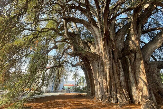 Bike tour to the Tule Tree and the Gastronomic Market - What’s Included and What to Expect