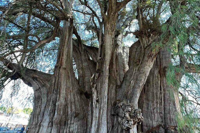 Bike tour to the Tule Tree and the Gastronomic Market - Who Will Love This Tour?