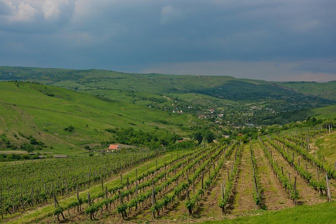 Bike & Wine Tour in Dealu Mare Wineland - Wine Tasting and Cellar Visit