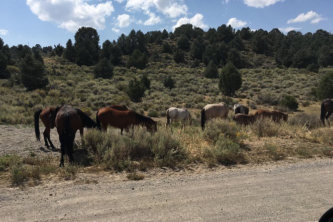 Biking Adventure Tour From Reno - Exploring Reno by Bike