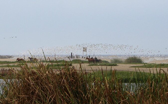 Biking to Wildlife Refuge and Birdwatching (Pantanos De Villas) - Key Points