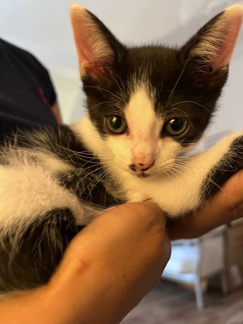 Bilbao: 30-Minute Entry Ticket to a Cat Café - Experience Highlights