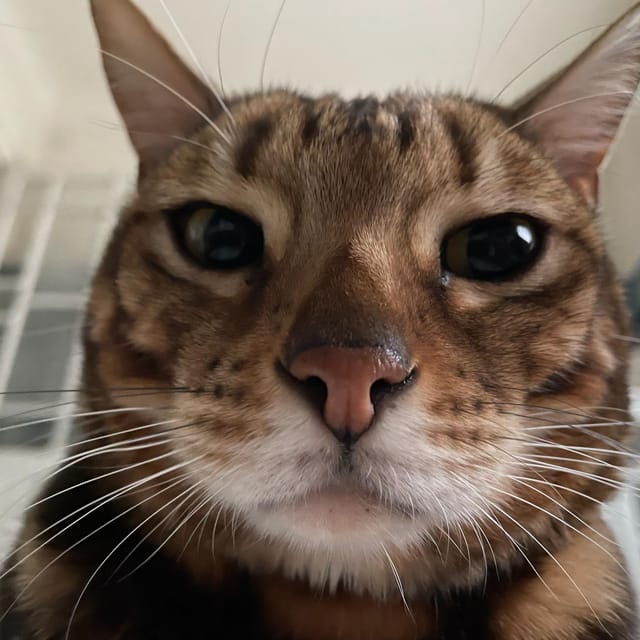 Bilbao: 30-Minute Entry Ticket to a Cat Café - Activities and Amenities